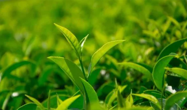 深圳到香港物流：茶葉出口到香港怎么過(guò)關(guān)