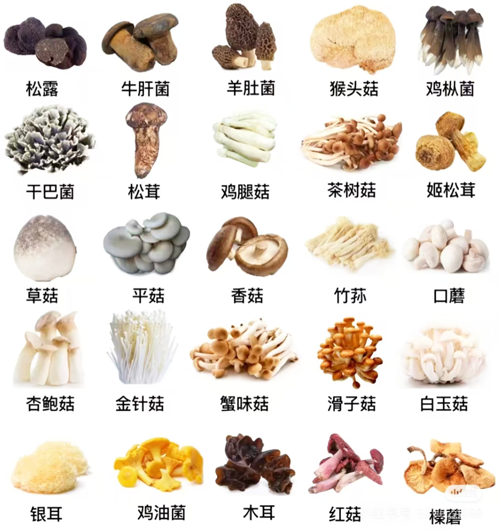 深圳到香港物流：食用菌出口的通關流程介紹