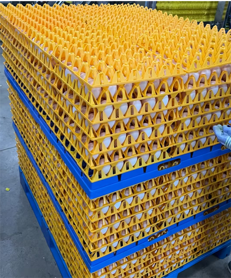 保定到香港物流：鮮雞蛋順利運抵香港